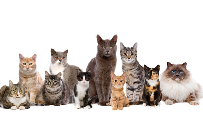 A group of ten cats of various breeds and colours sitting in a row against a white background, including tabby, ginger, grey, black-and-white, tortoiseshell, and a fluffy long-haired cat with blue eyes.